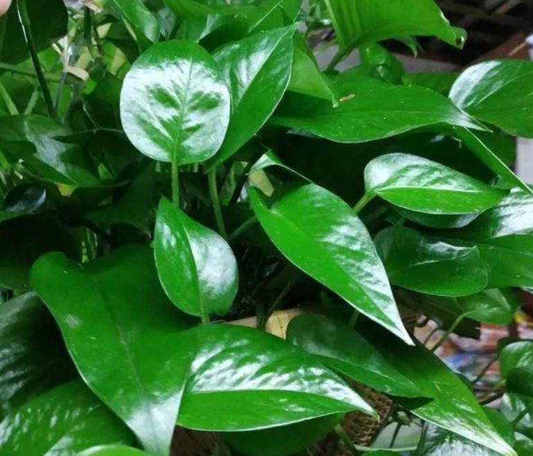 用这种“特效水”养绿萝吊兰,叶片绿油油,新芽蹭蹭长,不黄叶