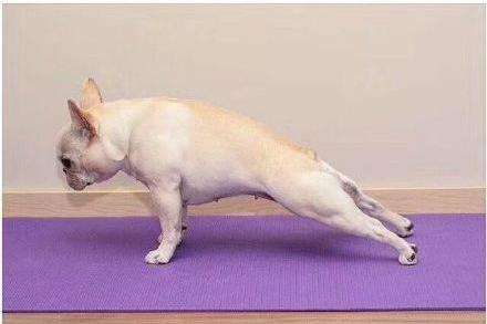 法国斗牛犬到底好不好养,法国斗牛犬为什么不建议养