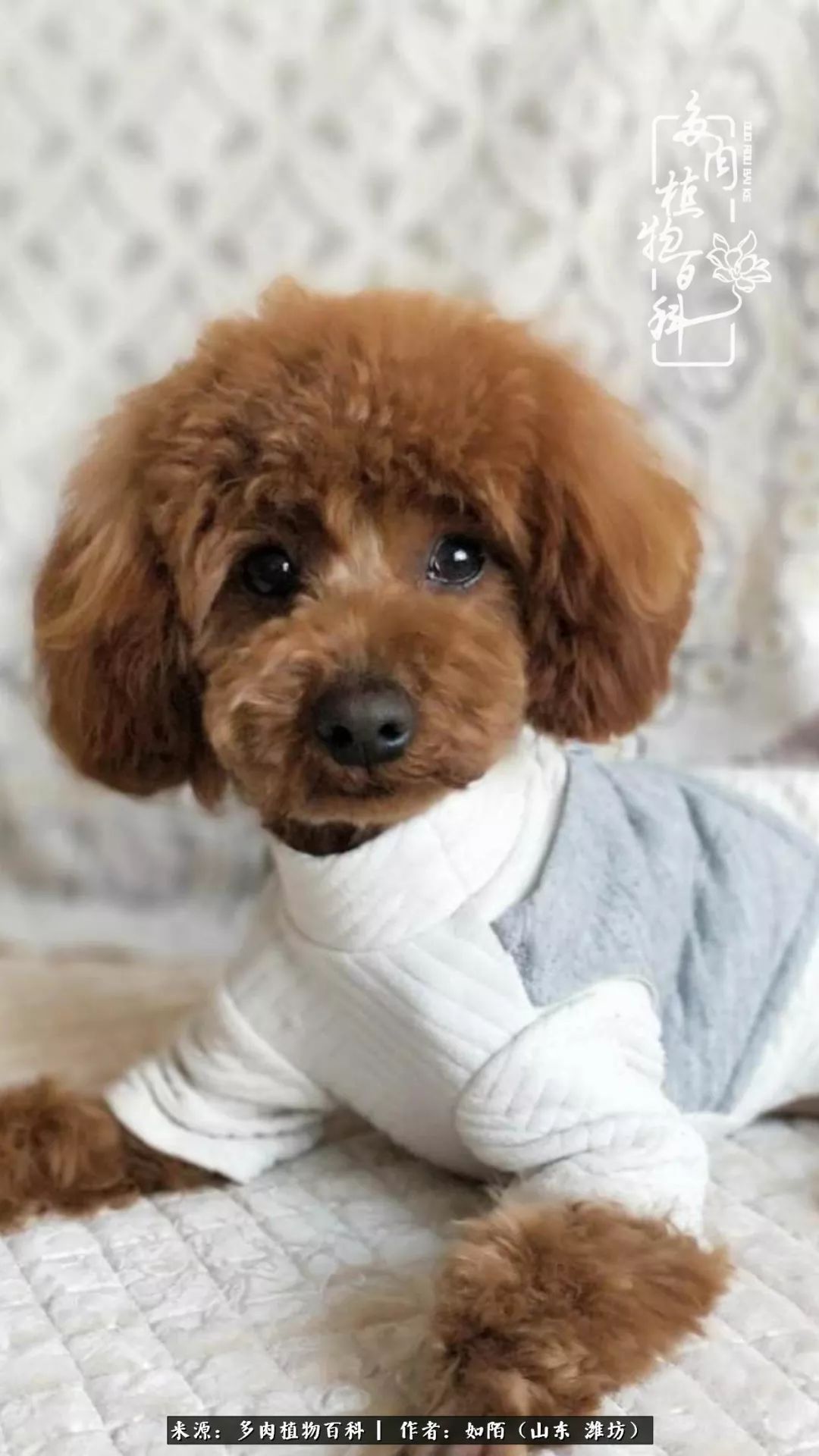 凤凰涅槃，浴火重生！多肉法师圣斗士们的秋天！（附养护经验）