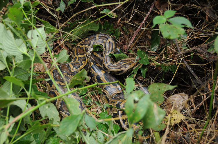 一小区楼下现巨型蟒蛇,一小区发现巨型蟒蛇