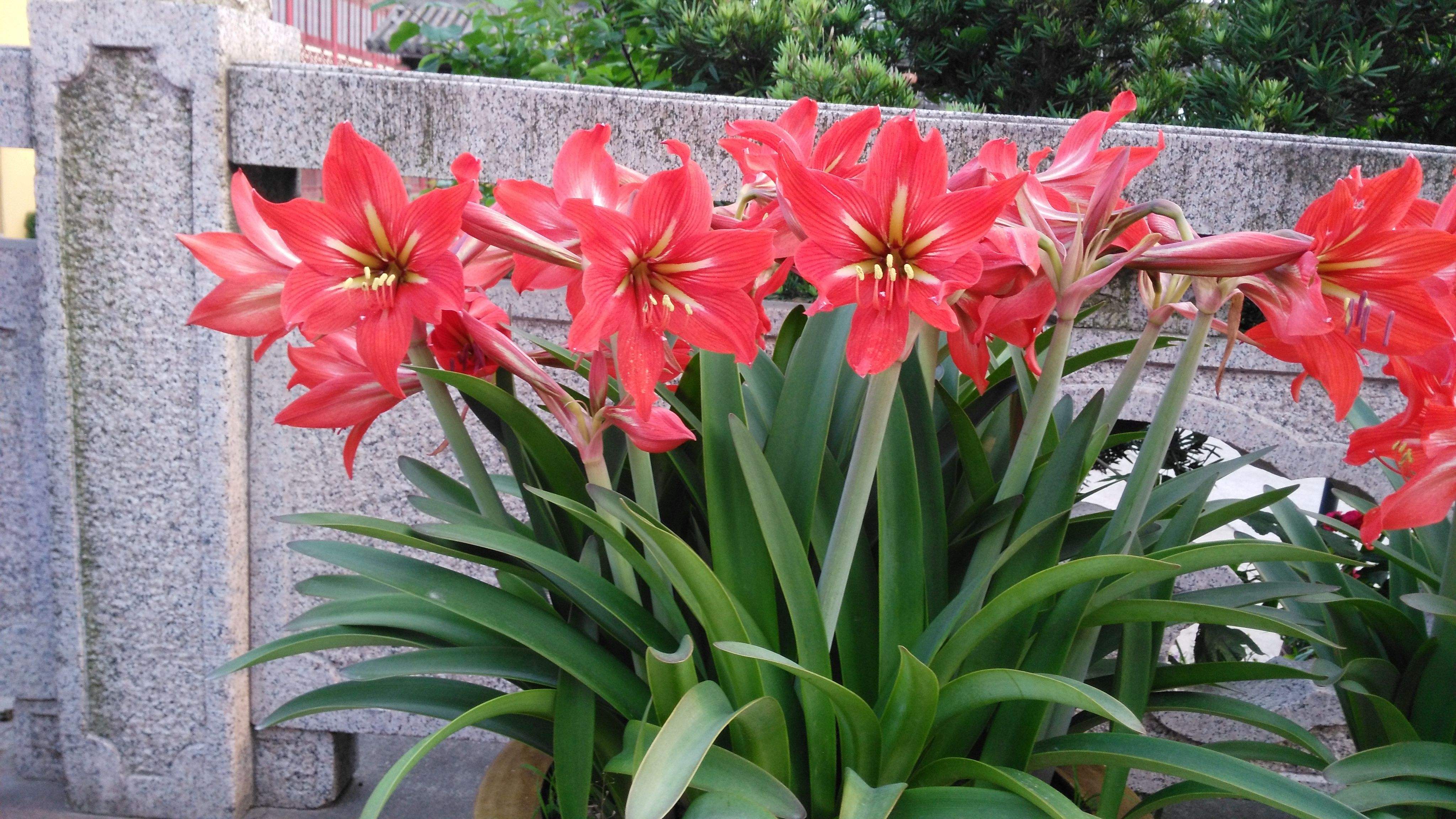 2厘米的朱顶红要养多久开花,朱顶红紫根兰大头兰图片