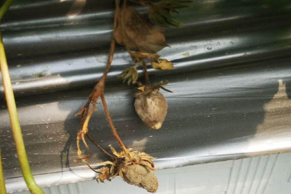 草莓小果茎发霉烂了是什么原因,草莓果实发霉怎么处理