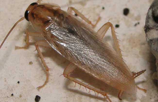 上门灭蟑螂的最好方法,郑州灭蟑螂公司饭店灭蟑螂