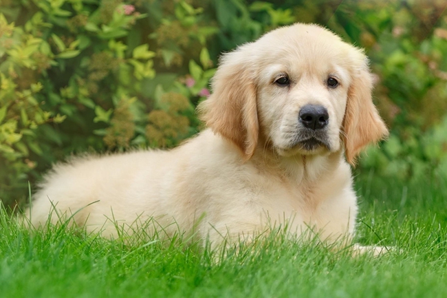 为什么金毛的屎那么臭,金毛吃什么拉的屎不臭