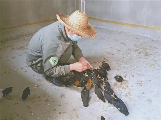 小鸟倒在地上怎么急救,小鸟受伤了怎么给自己治病