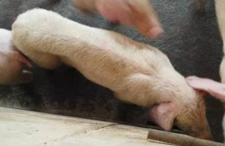 猪厌食消瘦用什么药,小猪炸毛消瘦不吃料怎么回事