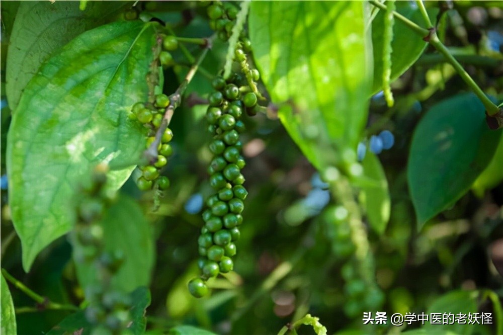 中药胡椒和食用胡椒区别,每日一中药