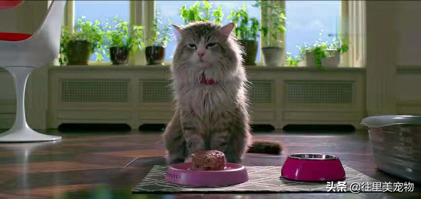 普京送给日本的狗是什么狗,中国给俄罗斯的熊猫叫什么