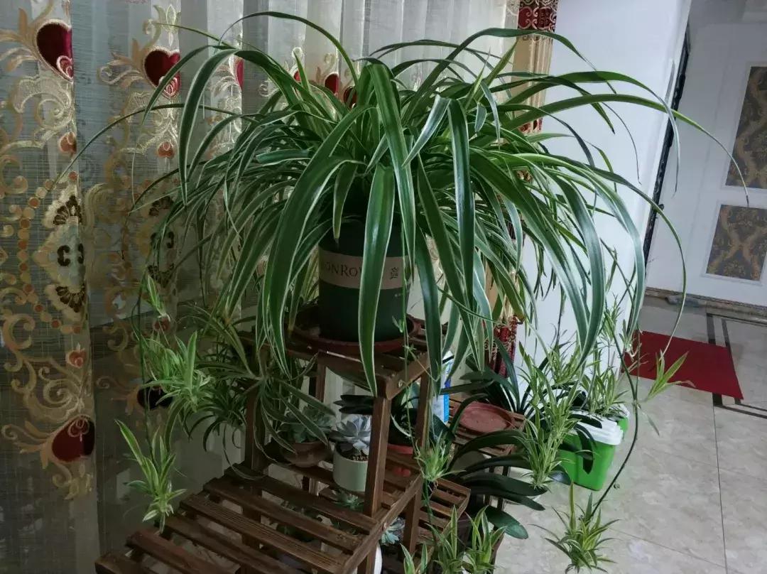 吊兰怎么养护会出枝条,吊兰长出很长的枝来怎么养护