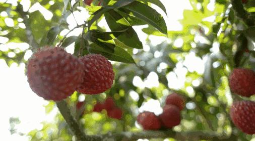 乡愁里的广东,苏东坡惠州文化