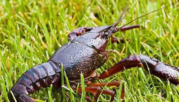 小龙虾用什么饵最好钓,钓小龙虾用什么饵最有效