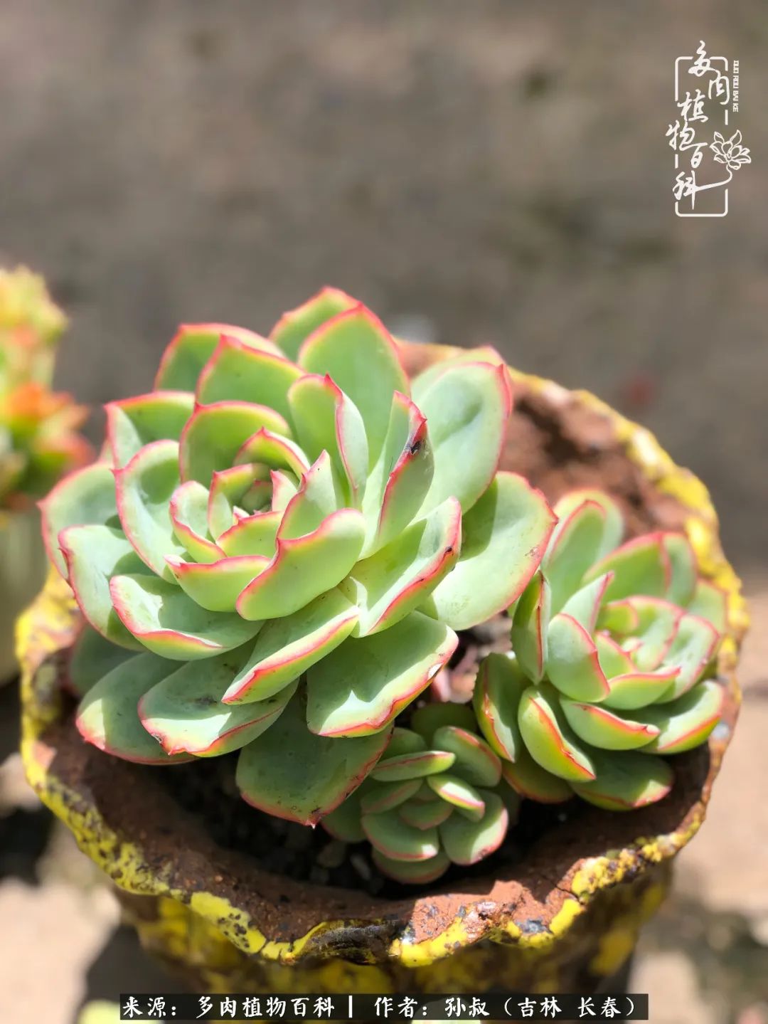 与多肉一起成长,与多肉相伴