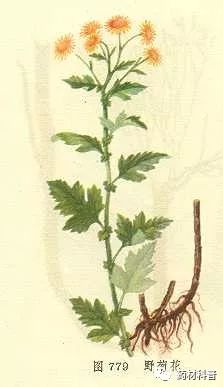 野菊花的四种用途,野菊花的好处和坏处