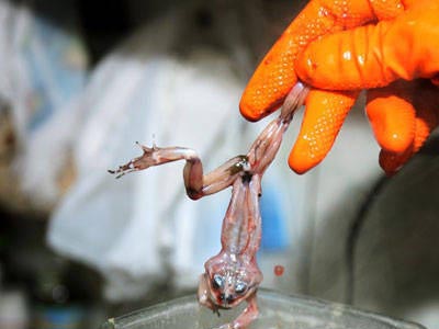 青蛙汁饮料起源,青蛙汁的功效