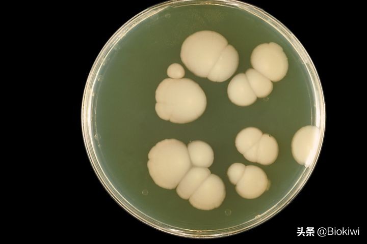 你不只是人，还是一个“超级生物体”