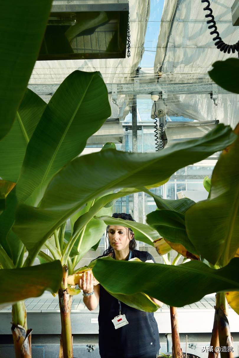 香蕉灭绝时间表,香蕉正面临灭绝的危险