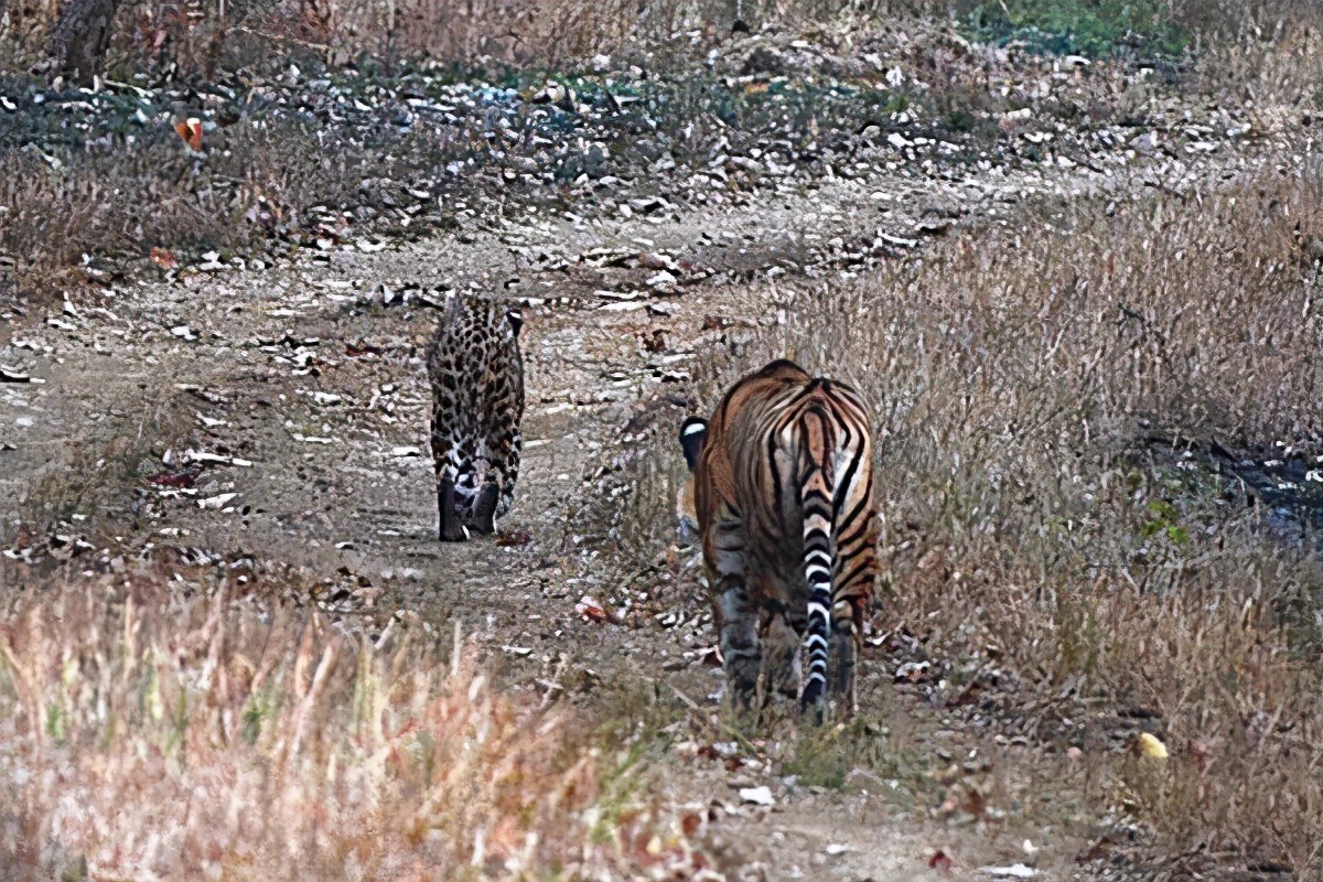十只藏獒一只老虎能顶多久,一只老虎能战斗几只藏獒