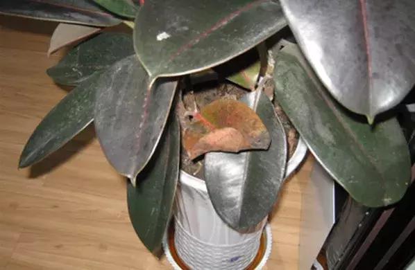 冬季茶花黄叶掉叶子的补救方法,冬季麒麟掌黄叶落叶什么原因