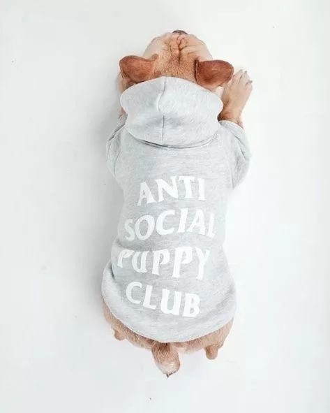 金链子狗潮牌,潮牌boy金链子