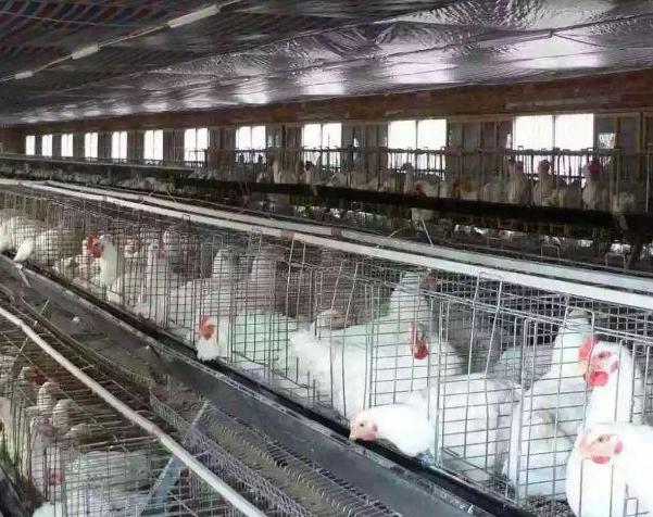 办养鸡场,办养鸡场需要多少钱