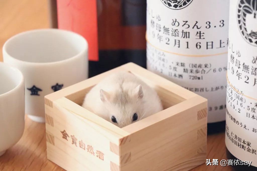 日本推主养了只小仓鼠，又团又圆的样子简直萌炸了！可爱到治愈！