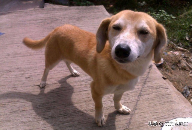 看家土狗尾巴向哪边好,农村俗语狗挡路