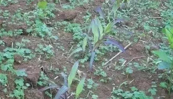 玉米发黄死苗用什么农药好,玉米苗死苗怎样防治