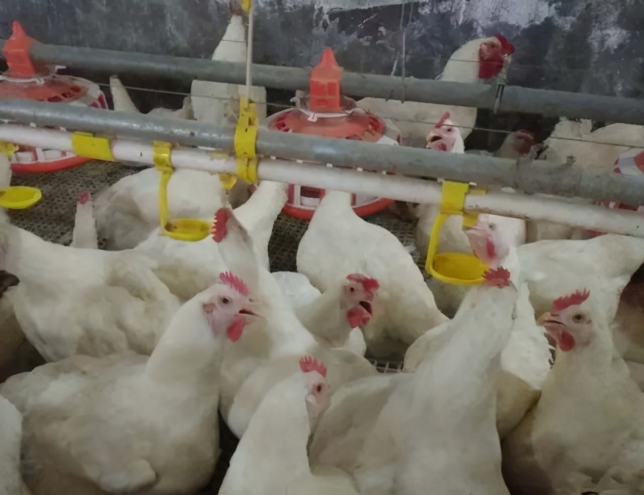 鸡大肝大脾发病原因,鸡肝肾肿大是什么原因