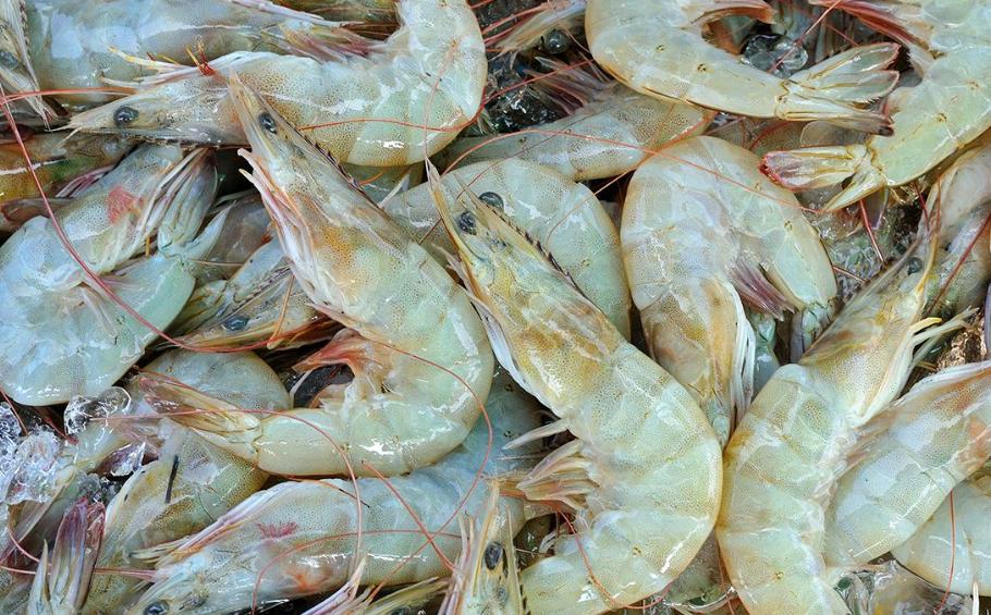 冰鲜虾和冷冻虾的口感,冰鲜虾和冷鲜虾区别