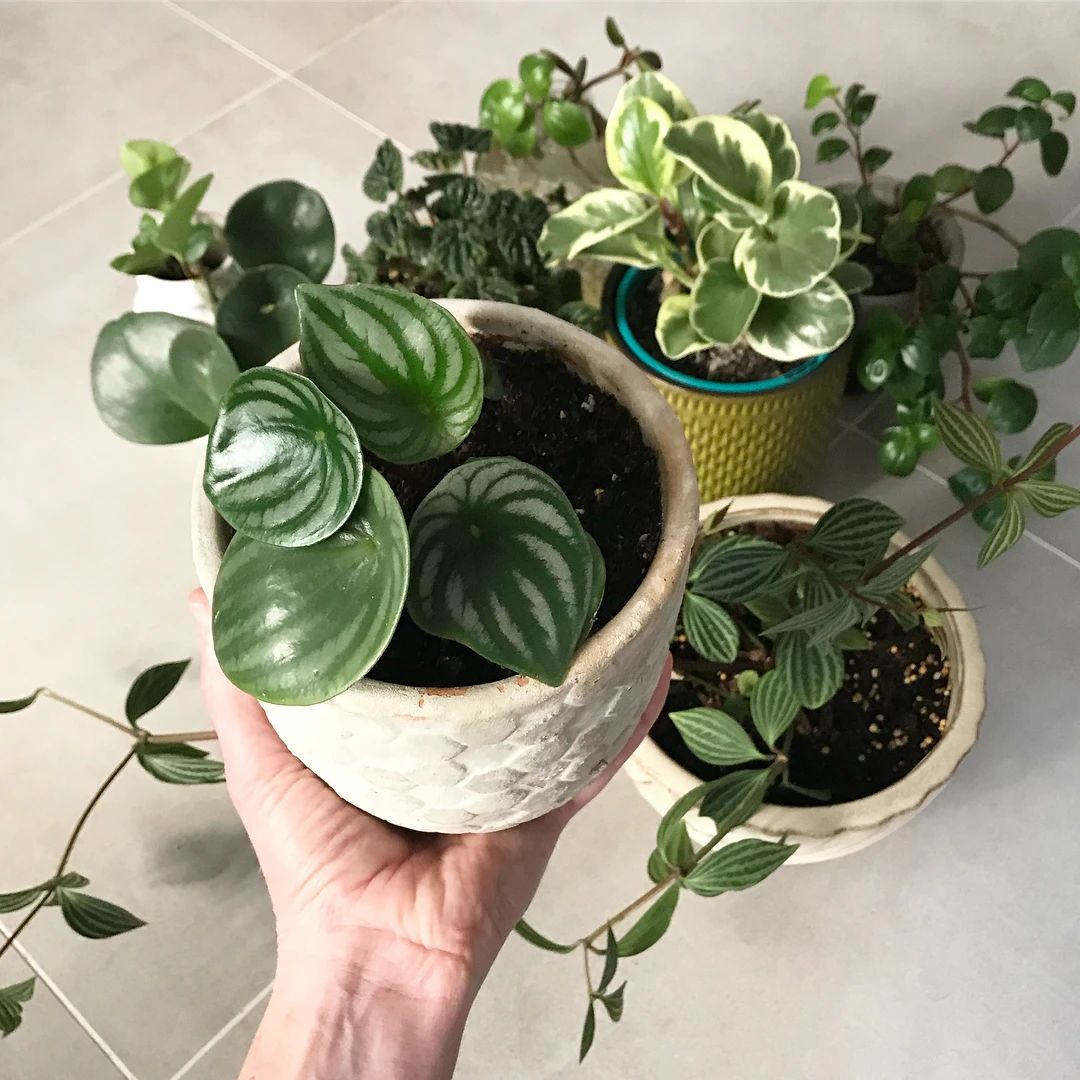 养花常用技巧和方法有哪些,怎么样才能掌握养花的技巧