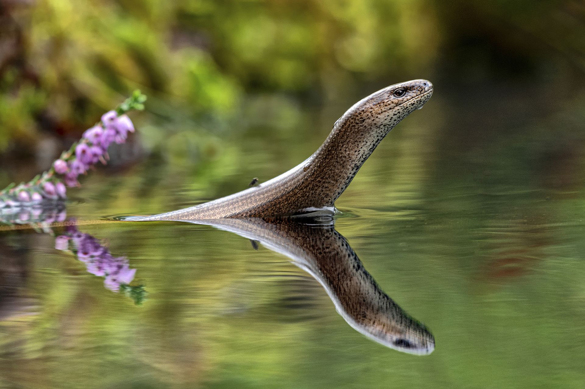 棕熊打各种熊和各种动物画面,动物和熊斗的视频