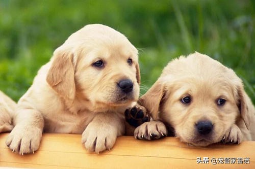 没经验养宠物,没经验可以养狗吗