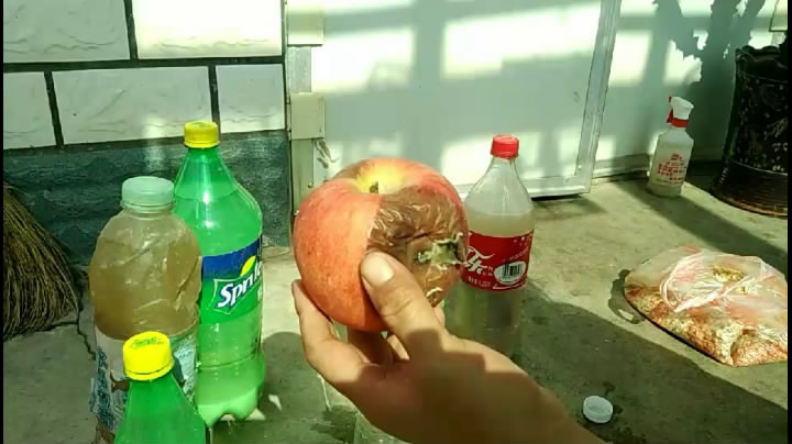 文竹绿萝怎么养才能爆盆和爬满墙,发财树绿萝文竹哪种适合放卧室里