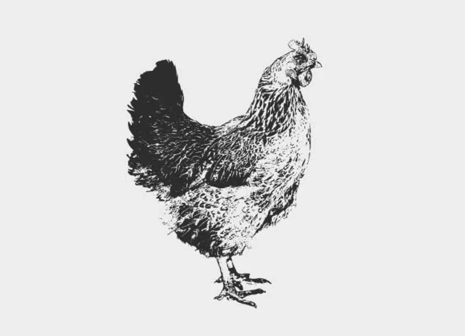 猫粮推荐真实测评不臭,劣质猫粮测评