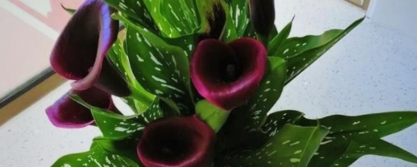 马蹄莲叶子发黄怎么办