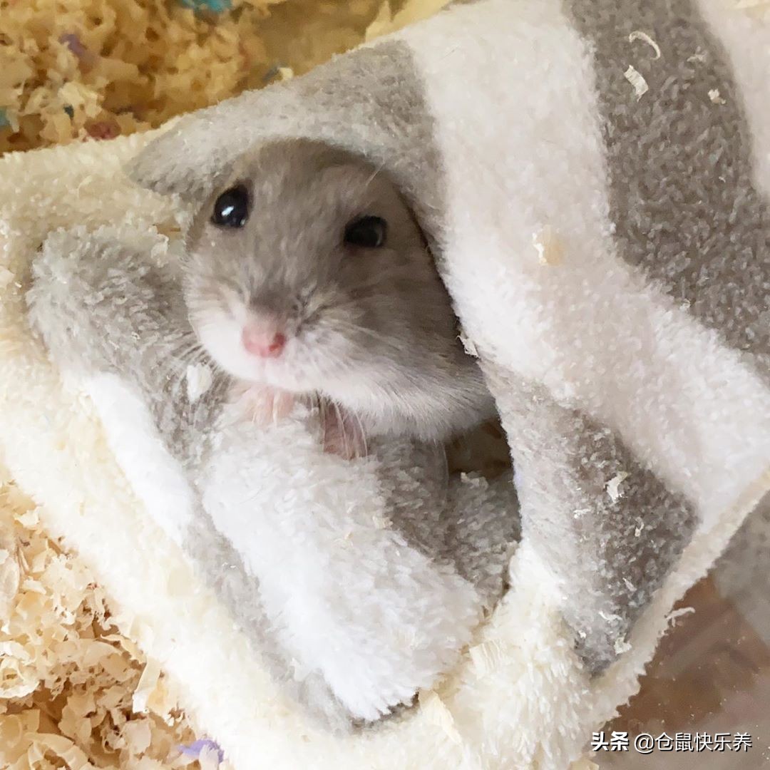 仓鼠被关在防御间了,仓鼠被关进笼子里