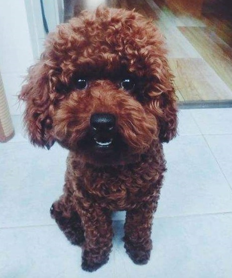 喜欢泰迪的你，在为爱犬挑选狗粮时，要掌握这些要点