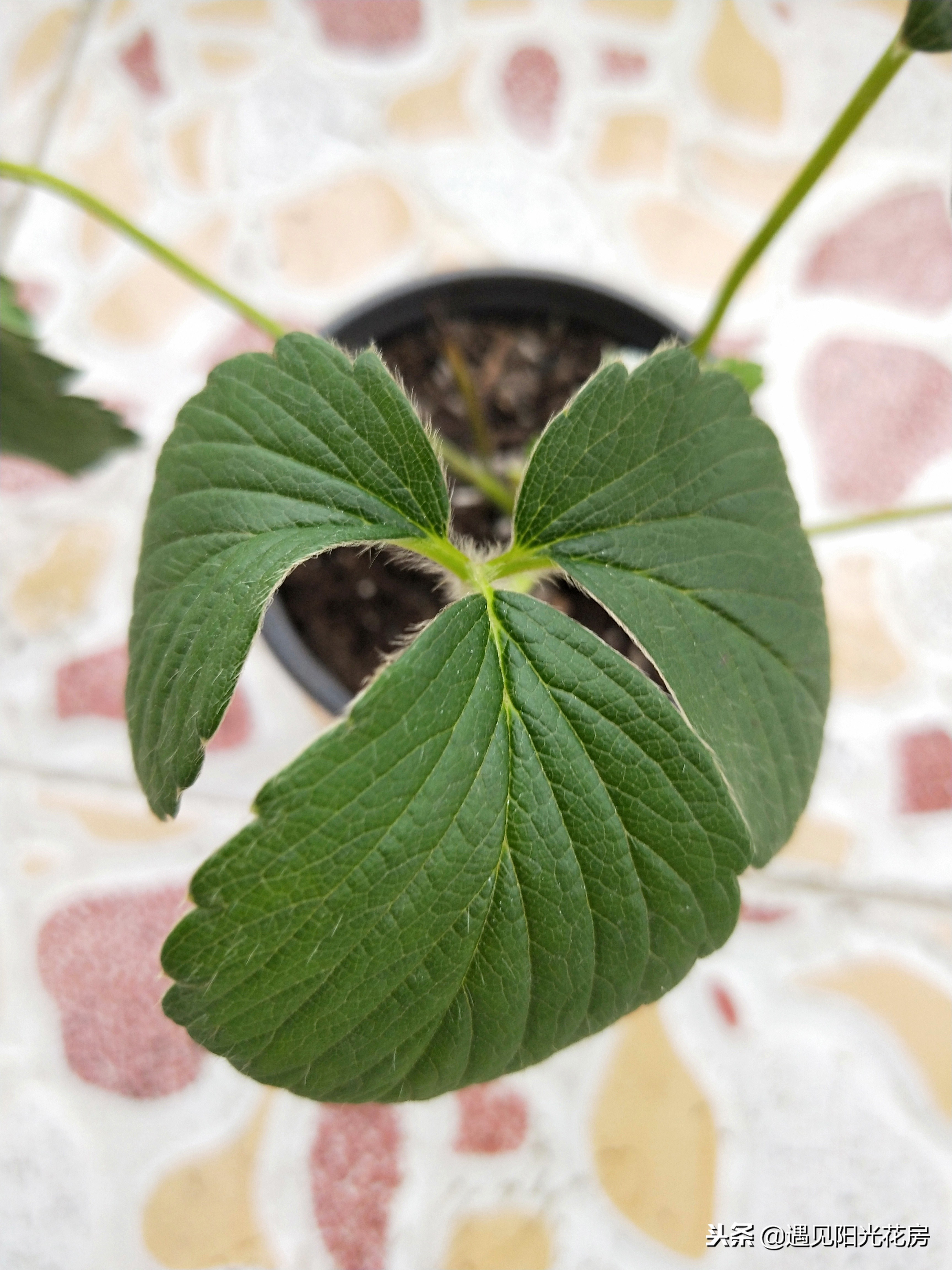 盆栽草莓开花了怎么养护,怎么养草莓才会多开花