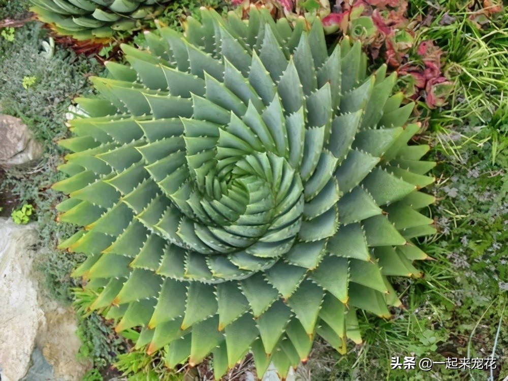 最好养的老桩几款多肉,多肉小苗如何长成老桩