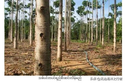 雪燕批发多少钱一斤,雪燕订单