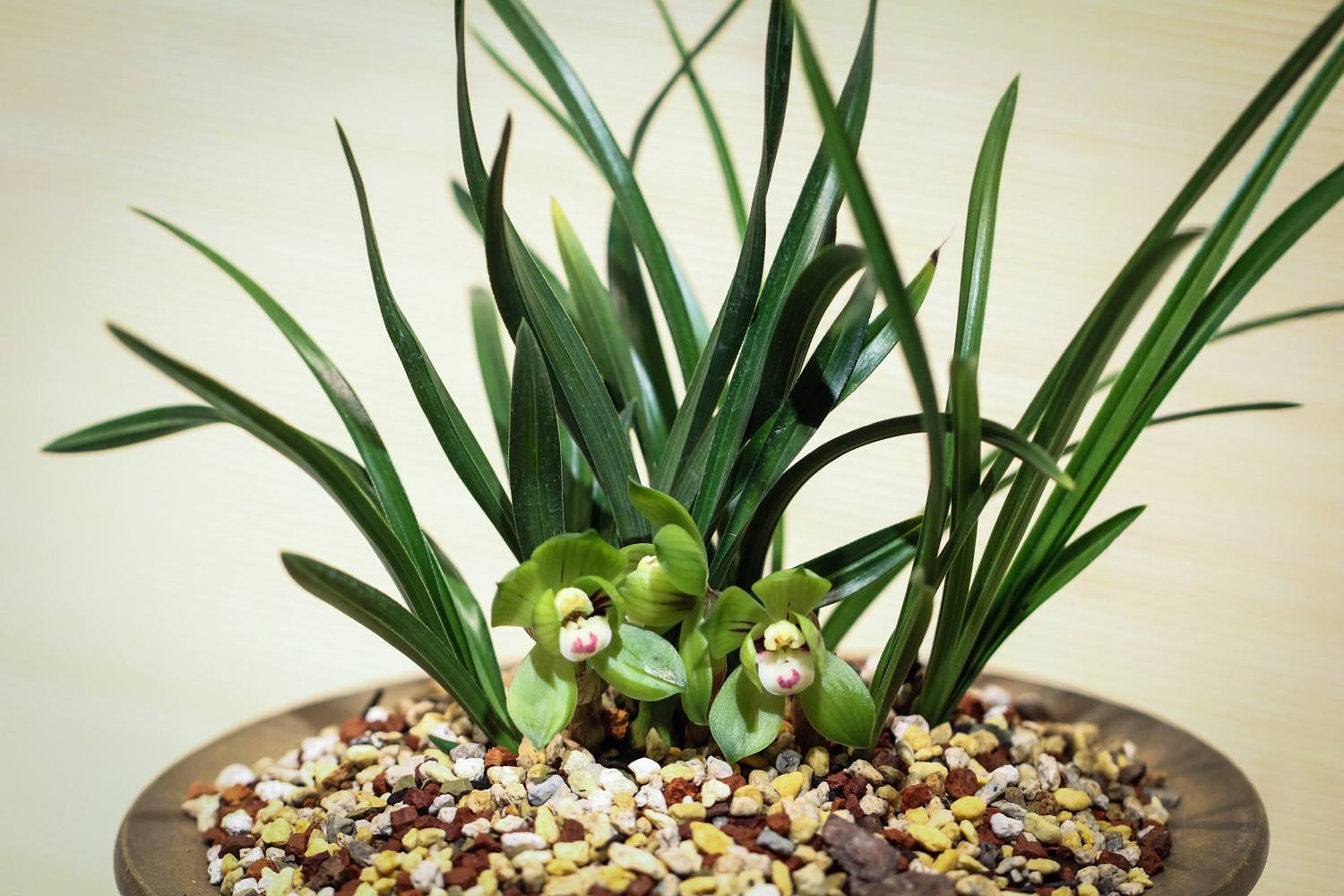 用什么药可治兰花蚧壳虫,烟丝防治兰花蚧壳虫