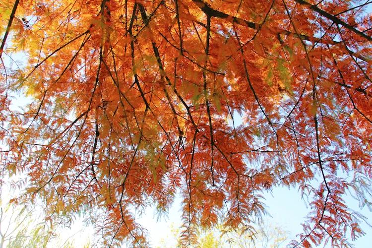 单反快速入门索尼,单反自动挡是哪个