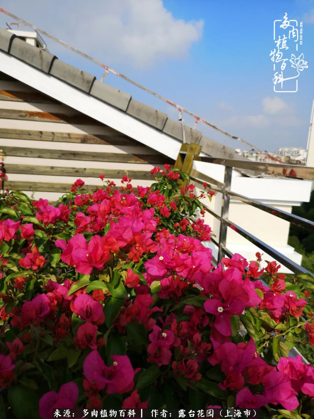 这6种多肉又粉又可爱萌翻少女心,粉粉萌萌的多肉有哪些