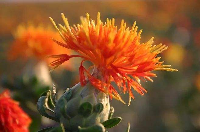 在线教学，古代美女都用什么胭脂