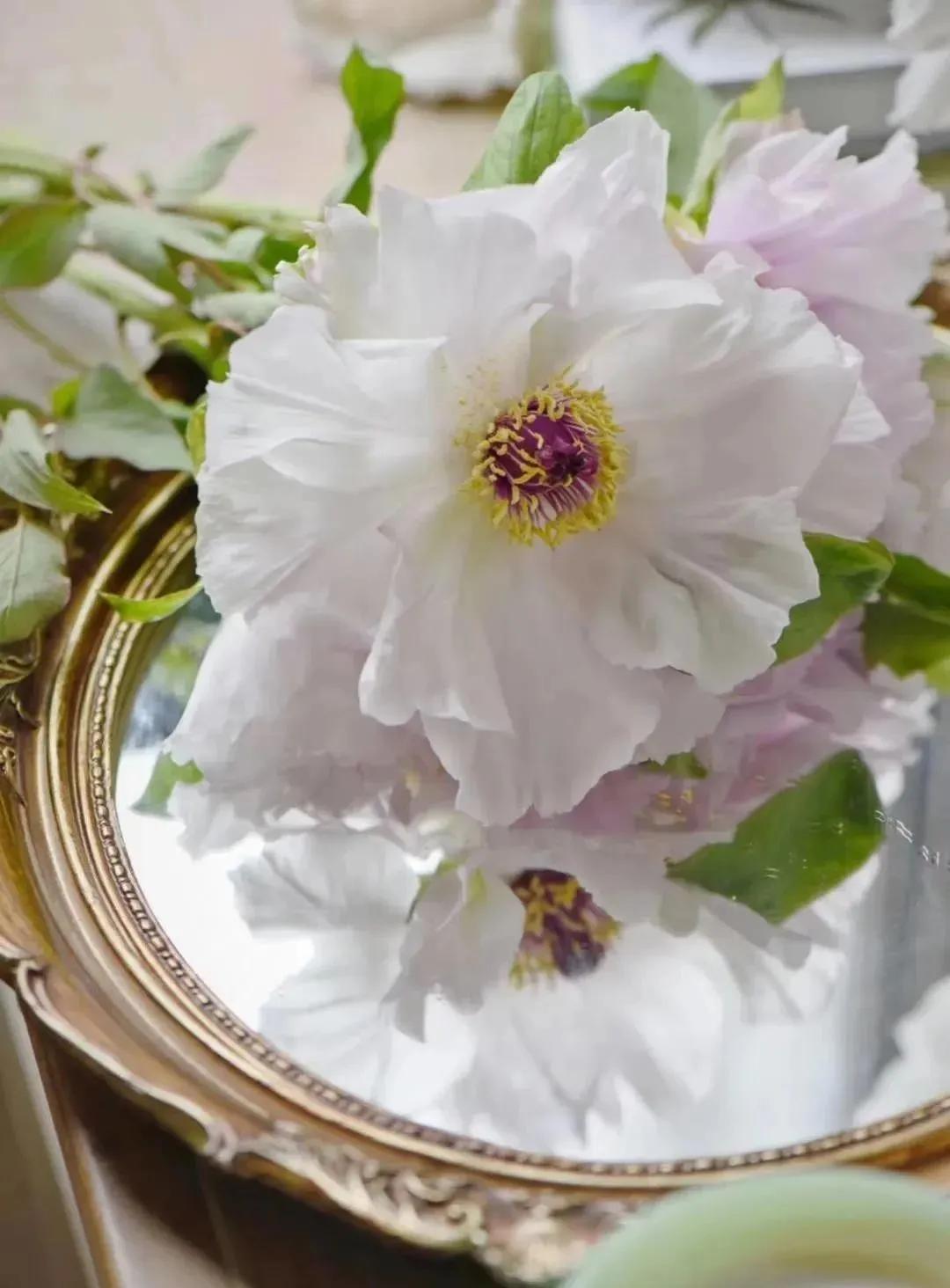 牡丹鲜切花：解语应倾国，无情亦动人