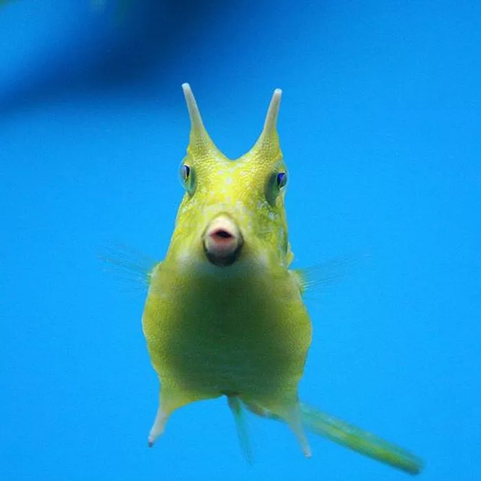 海水鲽鱼在一起打架吗,鱼儿为什么会打架