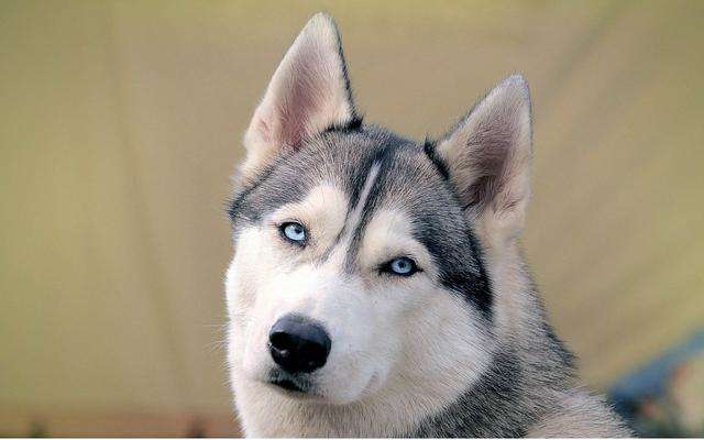 狗界的拆家神器哈士奇,拆家大队哈士奇全集