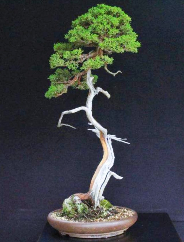 柏树舍利干涂石硫合剂多久涂一次,柏树盆景剥舍利干方法