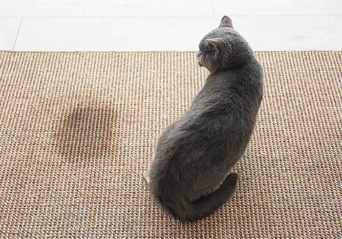 猫咪真的是养不熟的白眼狼么,猫咪老年痴呆