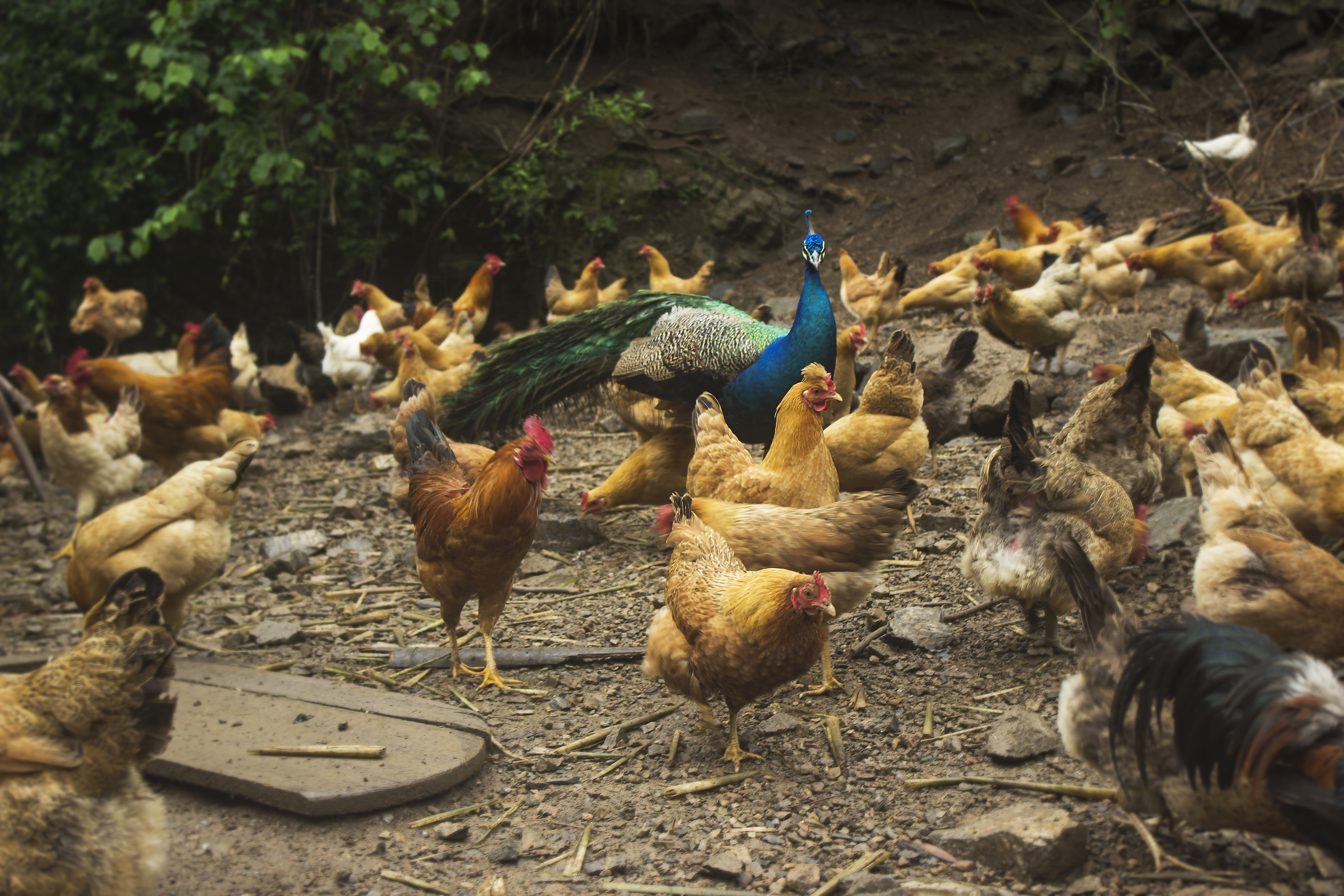 土鸡养殖技术一年挣多少钱,土鸡怎么养殖最赚钱